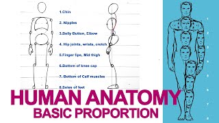 HUMAN ANATOMY Basic Body Proportions for beginners  Drawing Tutorial [upl. by Azerila]