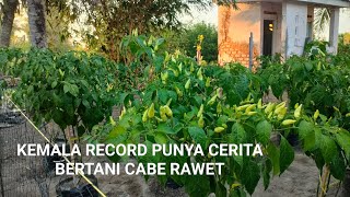 KEGIATAN HOBI BERTANI CABE  KEMALA RECORD PUNYA CERITA [upl. by Garcon]