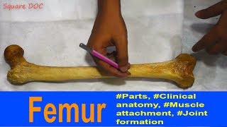 Femur  Anatomy Bones Demonstration  Bangla  Square DOC [upl. by Christina]