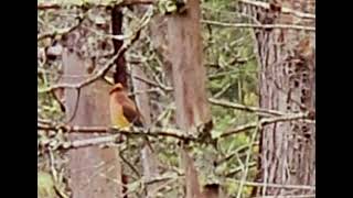 cedar waxwing [upl. by Hulda327]