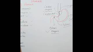 Stomach  Cardiac sphincter Digestive system [upl. by Rickart815]