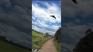 Magpie Attack Burra Country [upl. by Gnal]