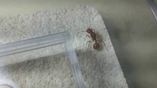 Pogonomyrmex maricopa queen in captivity [upl. by Iain]