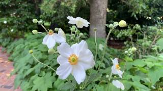 Anemone x hybrida Honorine Joubert Japanese Anemone  EASY BEGINNER PLANT  LATE SEASON FLOWERS [upl. by Daffodil]