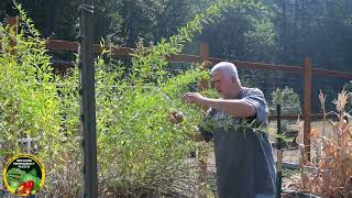 Saving Goji Berry Seeds [upl. by Joappa]