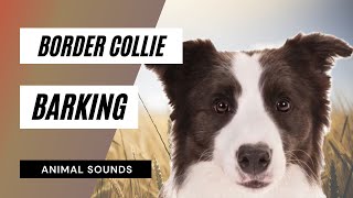 The Animal Sounds Border Collie Barking Sound  Sound Effect  Animation [upl. by Amle706]