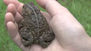 Eastern American Toad Anaxyrus americanus americanus [upl. by Jarlath]