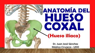 🥇 HUESO COXAL  HUESO ILÍACO Anatomía Fácil y Sencillo [upl. by Ecaidnac]