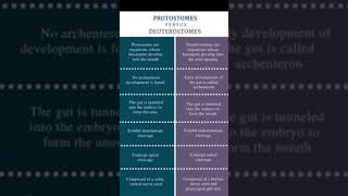 Difference between Protostomes and Deuterostomes [upl. by Farnham]