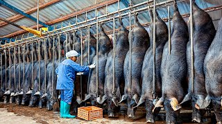 How Millions Black Pigs Farming in China FarmMeat Processing in Factory  Black Pig Farm Technology [upl. by Nitin]