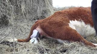 Hereford Cow Calving [upl. by Euqinoj]