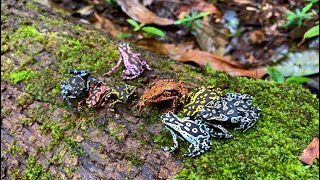 THE INCREDIBLE VARIATION OF COLORS OF ATELOPUS HOOGMOEDI IN A STREAM IN AMAPÁ  BRAZIL [upl. by Trip]