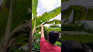 Masak pisang shortvideo [upl. by Ddahc]