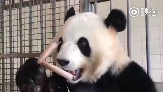 İştahla Bambu Kemiren Sevimli Panda [upl. by Ellertal776]