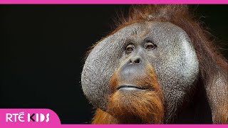 Orangutans  a lesson on animal enrichment  The Zoo  RTÉ Kids [upl. by Leynwad]