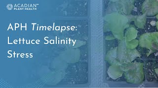 Acadian Plant Health™ Timelapse  Lettuce Salinity Stress [upl. by Pappas]