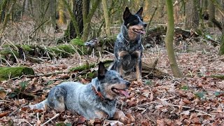 Australian Cattle Dogs in Action [upl. by Anesuza]