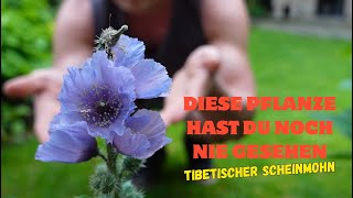 TibetScheinmohn Meconopsis  AnzuchtVersuch  Dokumentation [upl. by Tully963]