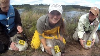 Trumpeter Swan Banding 1 [upl. by Carolyne]