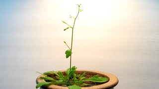 Time Lapse of Arabidopsis thaliana growing from seed [upl. by Valerye755]