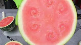 Juicing limes lemons amp watermelons limejuice lemonjuice watermelonjuice namaj2juicer [upl. by Jecoa]