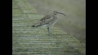 Whimbrel Hilfield Res Herts England [upl. by Nibas]