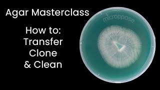 Agar Masterclass How to Transfer Clone and Clean Cultures [upl. by Sido]