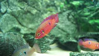 Jewelfish  Hemichromis Bimaculatus [upl. by Ardnuhsal271]