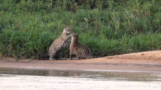 Jaguar Behavior at Pantanal Jaguar Camp in Porto Jofre region [upl. by Mooney730]