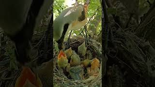 From Nest to Sky The Journey of Baby LongTailed Shrikes shorts [upl. by Theo908]