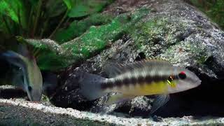 Wallaceochromis humilis [upl. by Llevram]