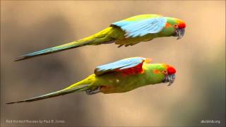 Redfronted Macaw Calls [upl. by Cynarra403]