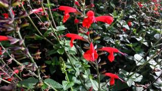 Salvia Coccinea  Scarlet Sage  Tropical Sage HD 01 [upl. by Yajeet]