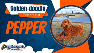 1 Year Old Mini Goldendoodle  Best Goldendoodle Training  Off Leash K9  Board amp Train  Oklahoma [upl. by Eniamert556]