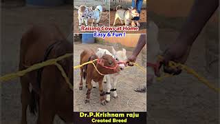 Nadipathy cattle😘 youtube viral reels miniature trend youtube pmo yt sanatandharma farming [upl. by Quintina]