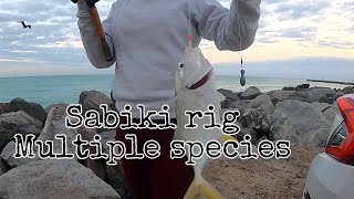 Sabiki rig  multiple species  Florida Venice [upl. by Stefano536]