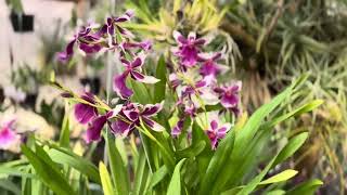 Miltonia orchids [upl. by Thebazile]