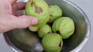 How to select the right guavas to pick and to eat [upl. by Roskes704]