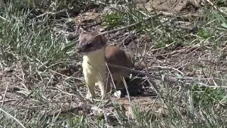 04142016 longtailed weasel [upl. by Guntar891]