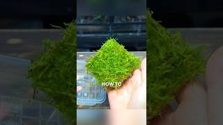 How To Grow amp Propagate Moss For Terrariums [upl. by Margit132]