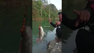 Tilapia fish fishing [upl. by Ariday767]