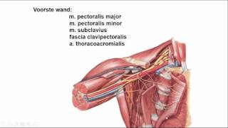 oksel regionale anatomie [upl. by Lochner541]