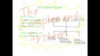 Complement System Overview [upl. by Marita]