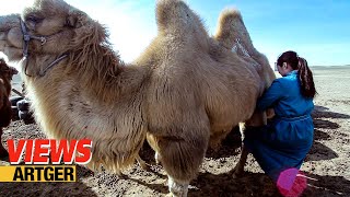 Drinking Camels Milk  A Way Of Life In The Gobi  Views [upl. by Saxet]