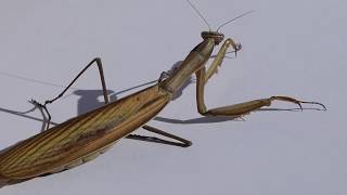 Europäische Gottesanbeterin Mantis religiosa [upl. by Anaul]