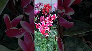 Cyclamen persicum [upl. by Sidman]