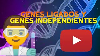 ¿Que son los GENES LIGADOS Diferencia con los GENES INDEPENDIENTES [upl. by Arathorn564]