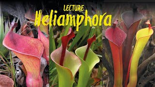 Heliamphora  the marsh pitcher plants  of the tepui mountains lecture by Stewart McPherson [upl. by Neros910]