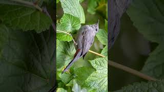 🐥•⁶² 🐈‍⬛ Meow Call of Gray Catbird Dumetella carolinensis  Observed in Description [upl. by Rieger]