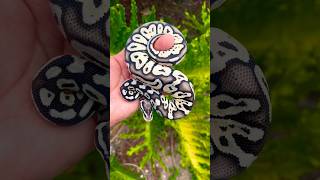 Super Pastel TSK Axanthic ball python hatchling🔥 ballpython ballpythonmorph hatchlings shorts [upl. by Scopp]